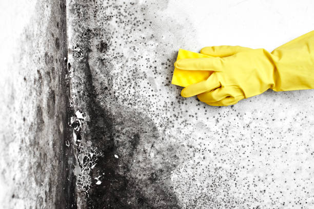 Best Local Mold Removal Service  in Poteet, TX