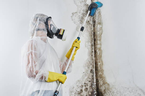 Best Certified Mold Removal  in Poteet, TX