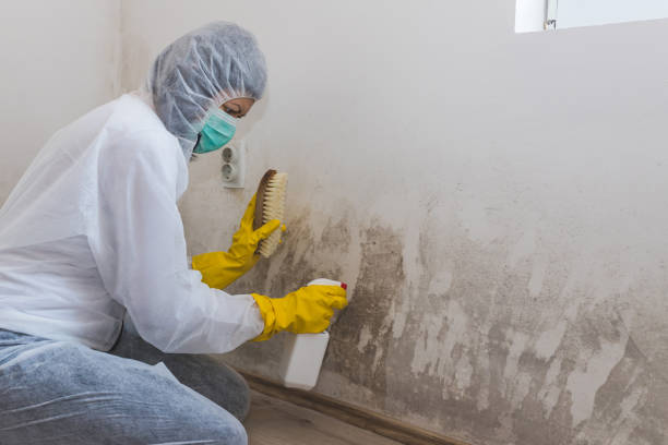 Best Residential Mold Removal  in Poteet, TX