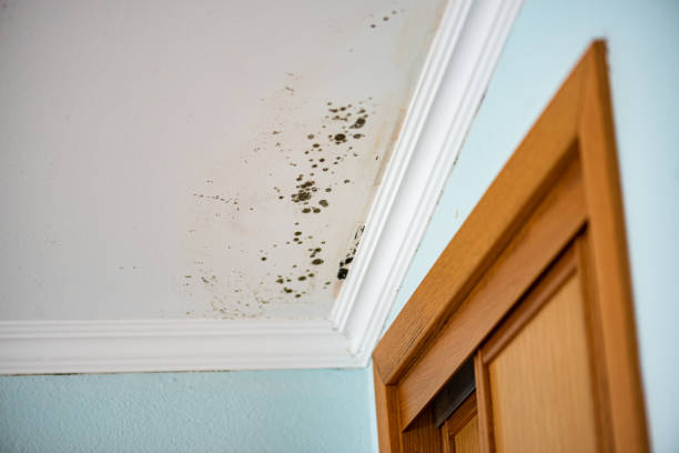 Best Mold Inspection  in Poteet, TX