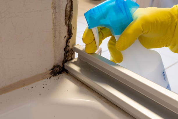 Best Certified Mold Removal  in Poteet, TX