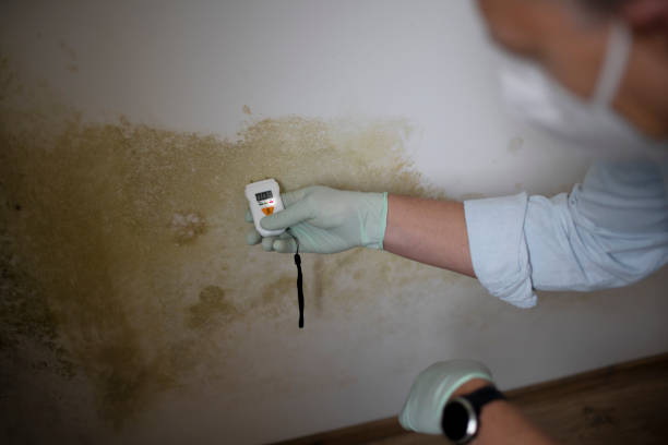 Best Best Mold Removal Companies  in Poteet, TX