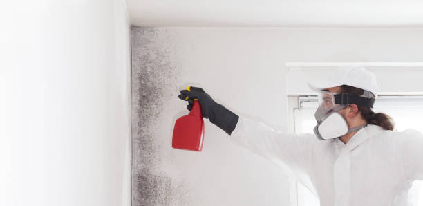 Best Black Mold Removal  in Poteet, TX